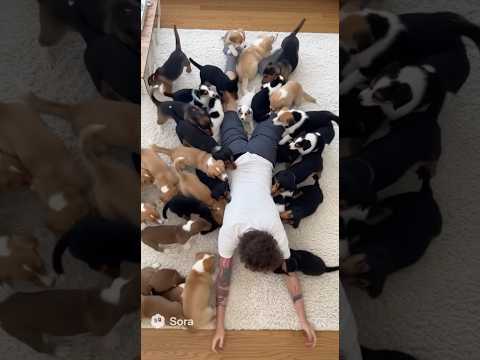 WHERE’S MY PUPPIES?! #fypシ #fypシ゚viral #aivideo #youtubeshorts #puppy #dog