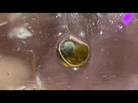 Aquarium snail harvesting tip Just a little tip to easily remove snails from your aquarium