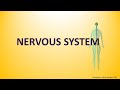 Nervous System Functions and Components
