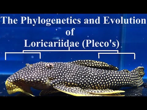 Pleco Biologist talks Pleco Evolution (The Phyloge Be prepared for a very long video discussing the evolution, biology and phylogenetics of pleco, plec