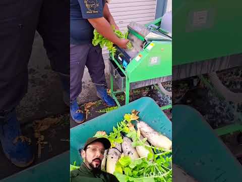 شوف معي اللفت ولا كيديرو في لافاج #ذهب