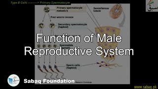 Function of Male Reproductive System