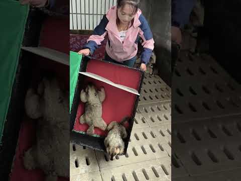 #animals #西风探瘦马 #zoo #cute #funny #矮鶏