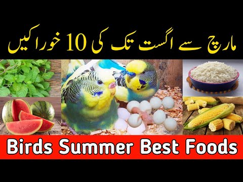 Budgies Lovebirds summer foods | March to August diet plan for all birds | Summer softfoods