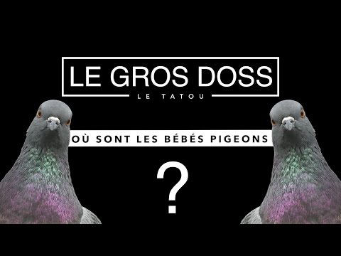 Pourquoi ne voit-on jamais de bébés pigeons ?