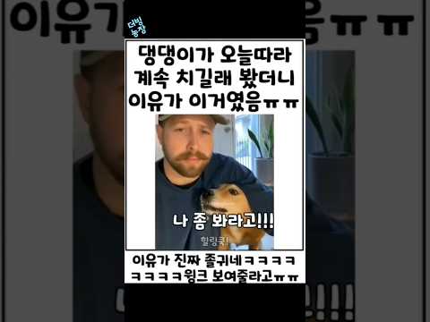 댕댕이가 주인을 자꾸 친 이유 출처 : 인스타 @healing.cook