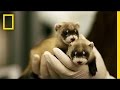 Black-Footed Ferret Conservation Facts