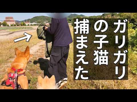ガリガリの子猫にメシを食わせまくる【生後５ヶ月・体重たった１キロ】