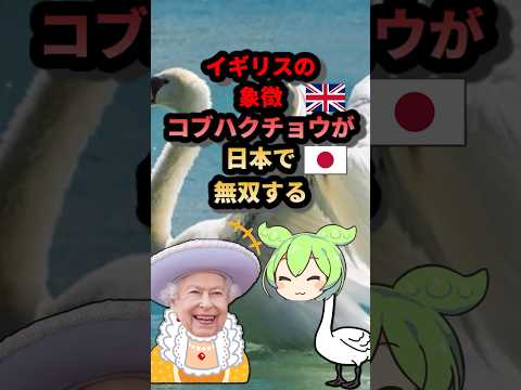 イギリスの象徴コブハクチョウが日本で無双する#ずんだもん #ゆっくり解説 #動物