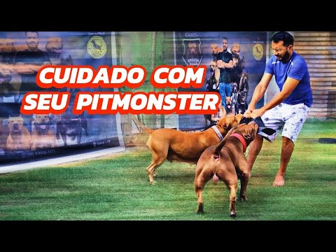 EVITE PROBLEMAS COM SEU PITMONSTER