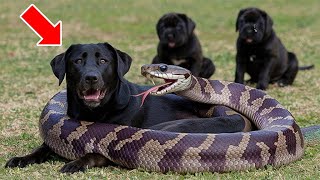 Angry Snake Attacks Mother Labrador – You Won’t Believe What Happens Next!