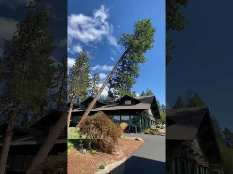 Strong winds blew down the tree #usa