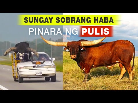 Pinakamahabang sungay sa buong mundo. Daig pa ang sungay ng congressman namin