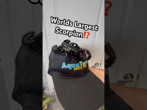 World’s Largest Scorpion⁉️ 