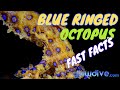 Blue Ring Octopus: Camouflage and Venom