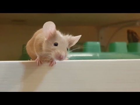 Will She or Won't She?