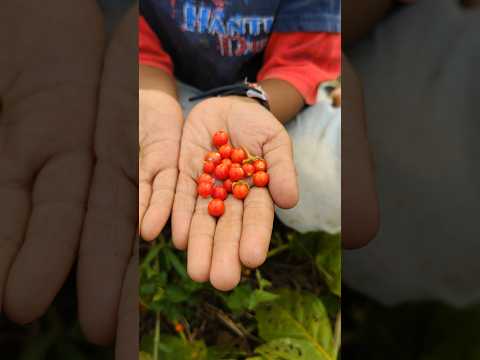 Menemukan buah terong belanda 😱