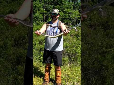 Rattlesnake Hunting Season In Pennsylvania! Part 2 Coming Soon!