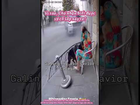 Chó có thể biết trước sự việc?