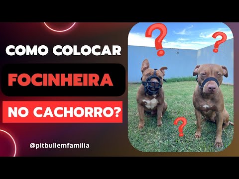 Colocando a focinheira no meu pitbull , espero que este vídeo te ajude ! #video #pitbull #animais