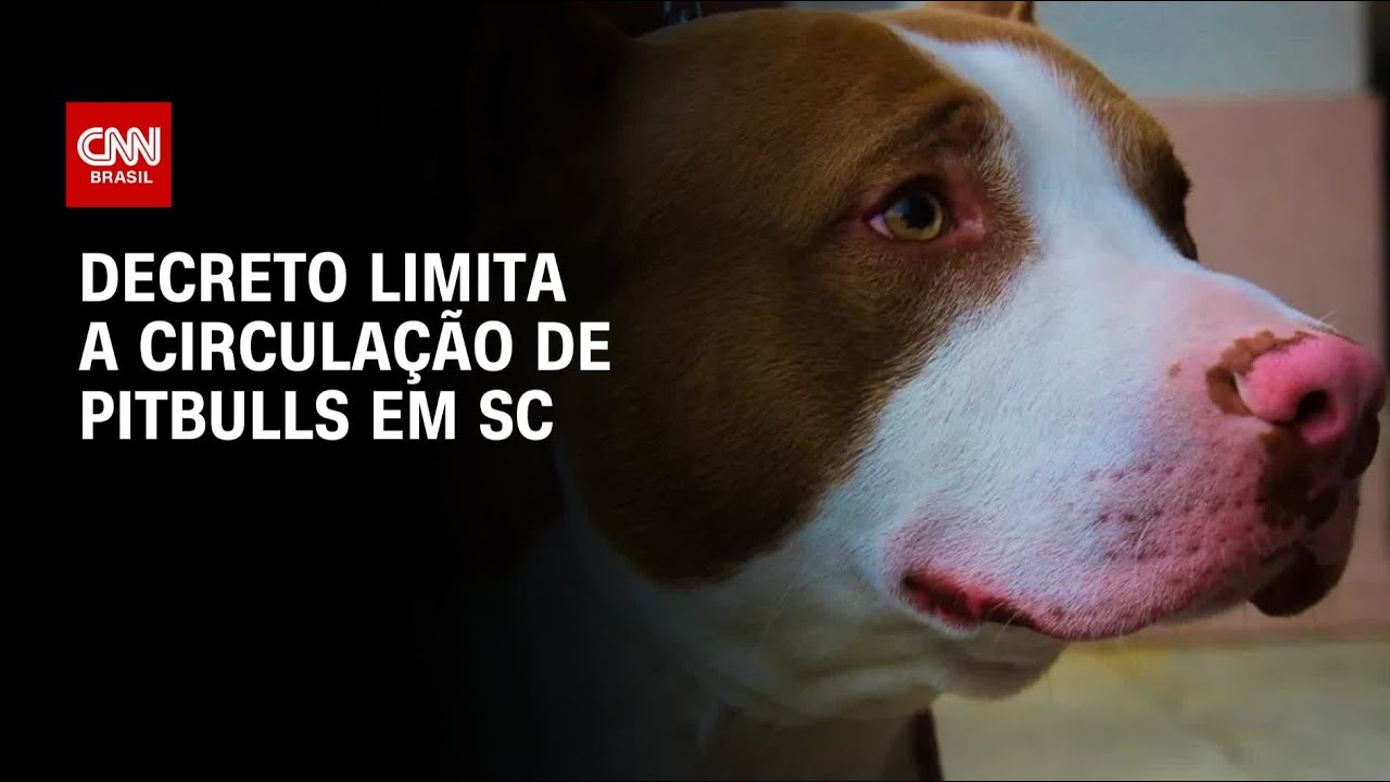 Decreto limita a circulação de pitbulls em locais públicos em SC | BASTIDORES CNN