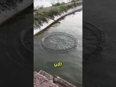حاول أن يصطاد باستخدام بطة… وهذا ما حدث 😱