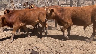 JUNTANDO LOS BECERROS BEEFMASTER 🌳🐄🌿🌵🫏#ranchero95