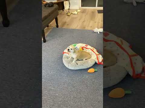 Funny and cute dogs compilation#funnydogs#cute#doglover#doglife#cure#dogshorts#pet#doglife#dogshorts