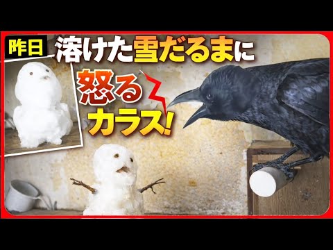 【音量要注意:本気の威嚇】カラスに二日目の痩せた雪だるまを見せたらこの通りである…なぜゆえ？　20260209、カラス＆四つ足クインテット（仮）