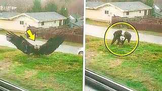 Giant Eagle Lands In Man's Front Yard. He Calls 911 After Realizing Why It's There