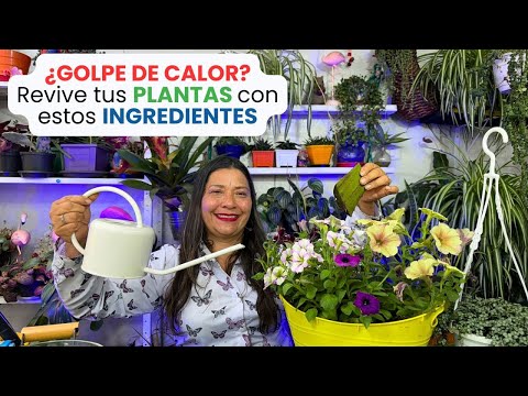 INGREDIENTE para RESCATAR plantas por GOLPE DE CALOR