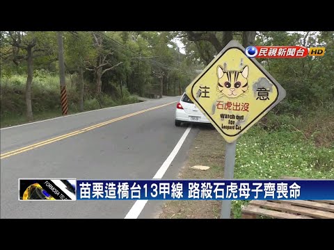 石虎路殺母子慘死 今年累計18隻殞命－民視新聞 - YouTube(1分32秒)