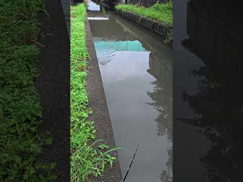 Japanese Catfish💥 #fishing #catfish