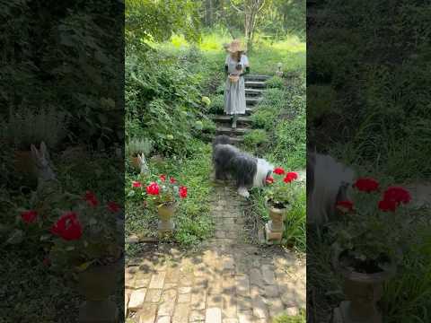 【癒し🌿森の暮らし】#shorts #ドライ唐辛子 #vlog ‐wanlife- 😊🐶🐶🐶🏡🌳