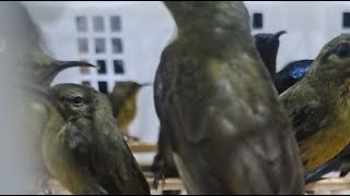 mantap bongkaran lagi King konin ciblek semi cerucuk dan burung-burung masteran full