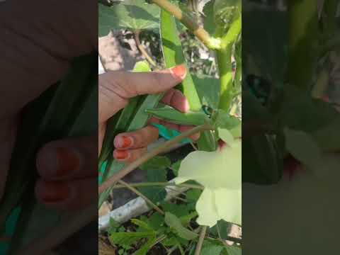 vegetable harvesting 🌿 || #garden #terrace #trending #shorts #fyp #plants