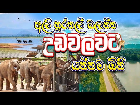 A Jeep Ride Turns Wild with Elephants Everywhere! | Udawalawa | Sri Lanka