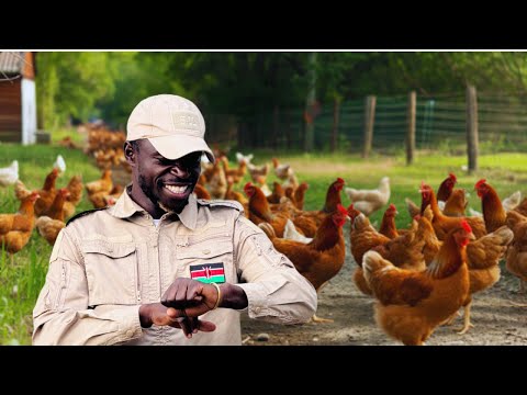 The Best Time to Start Poultry Farming for Maximum Profits (Don’t Miss This!)