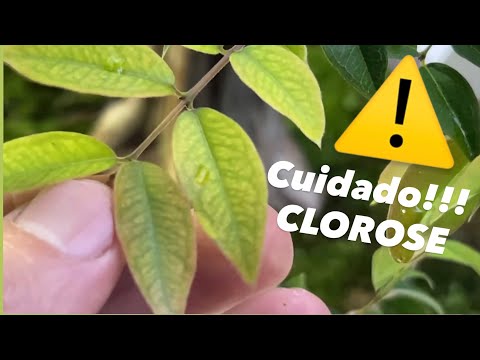 ALERTA!!! seu BONSAI pode estar MORRENDO  Com CLOROSE