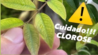 ALERTA!!! seu BONSAI pode estar MORRENDO  Com CLOROSE