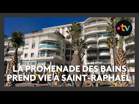 A Saint-Raphaël, installation d'un arbre originaire d'Amérique du Sud