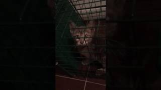 Katzenbaby miauen