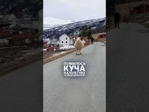 Закибербуллил Школьника-бандита...  #shorts