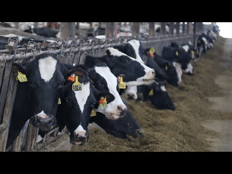 YouTube video thumbnail: Small Dairy Farmers Are Struggling, Big Dairy Is Thriving in Wisconsin