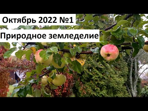 Октябрь 2022 1. Осень в природном земледелии