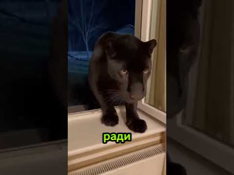 Эта чёрная пантера сражается с медведем гризли, чтобы спасти своего детёныша.