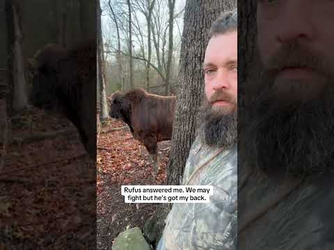 Rufus will come if I call for him. #rufusthebull #cow