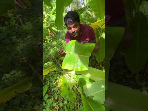 വാഴയില വരുമാനമാക്കാം
