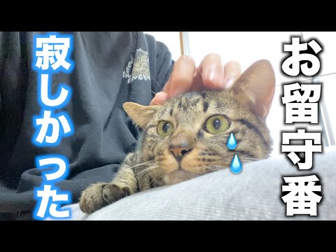 飼い主が数日ぶりに帰宅したら必死に甘える猫...