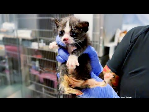 Paralyzed Kitten Learns to Run! 😻🏁